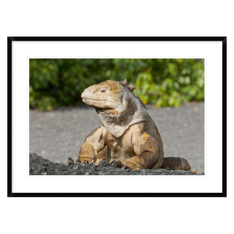 " Galapagos Land Iguana Basking, Galapagos Islands, Ecuador ", 26" H x 36" W x 1.5" D