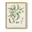 Antique Ammond Botanical IV, reproduction encadrée - bois massif-100657821