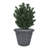 Pot Planter-159786511-159786508