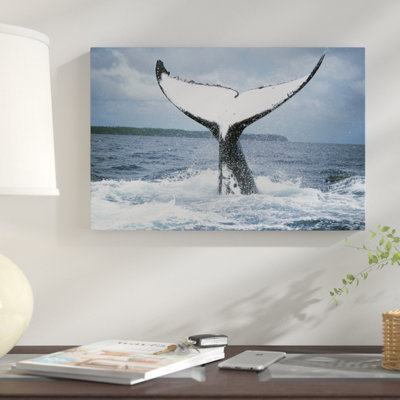 " Humpback Whale Tail, Tonga "