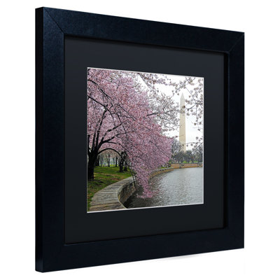 Washington Blossoms Framed Photographic Print