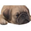 Statue de couchage chiot carlin