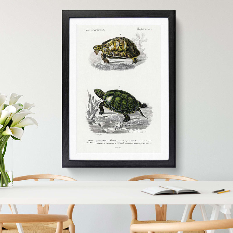 Tortoise & Turtle Illustrations PL. 1 by Charles d' Orbigny - Picture Frame Painting Print, Black Framed