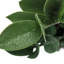 20 po de hauteur plante artificielle Zz en pot de ciment gris, plante décorative d'intérieur avec effet de verdure