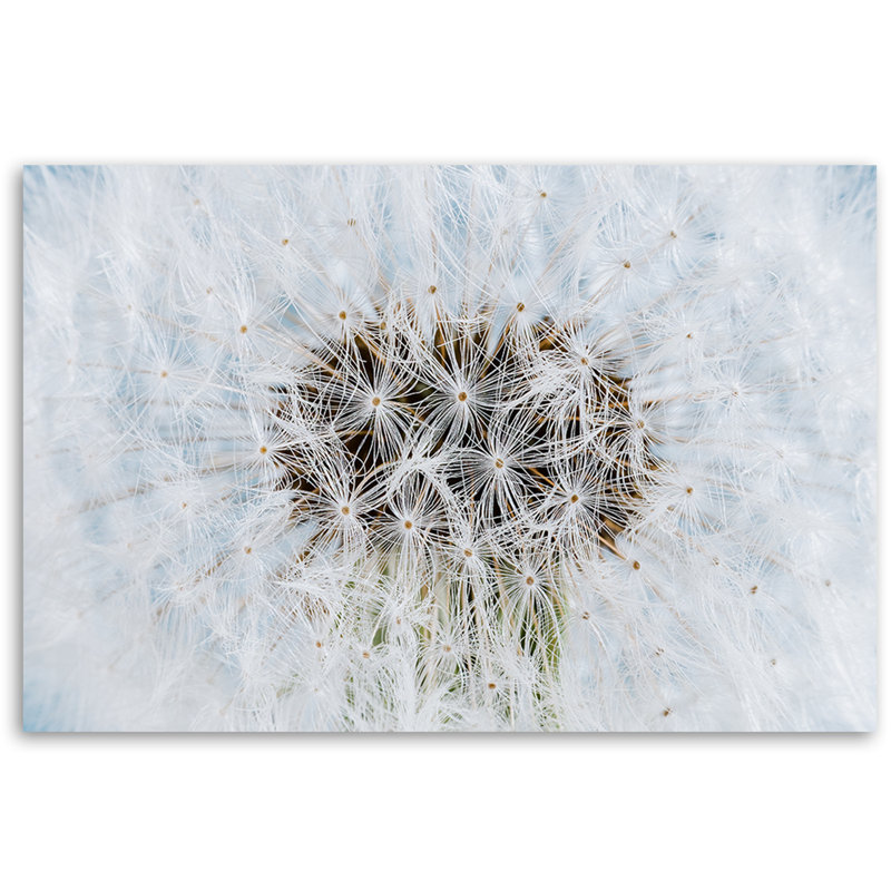Painting, White Dandelion Plants - No Frame Print on Canvas, 80cm H x 120cm W