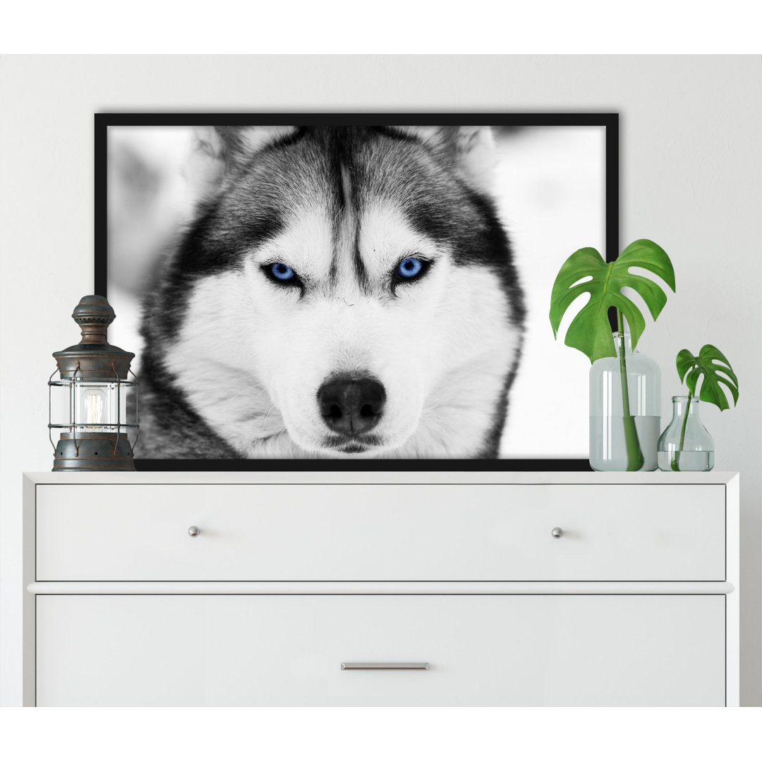 Gerahmtes Poster Husky mit Blauen Augen