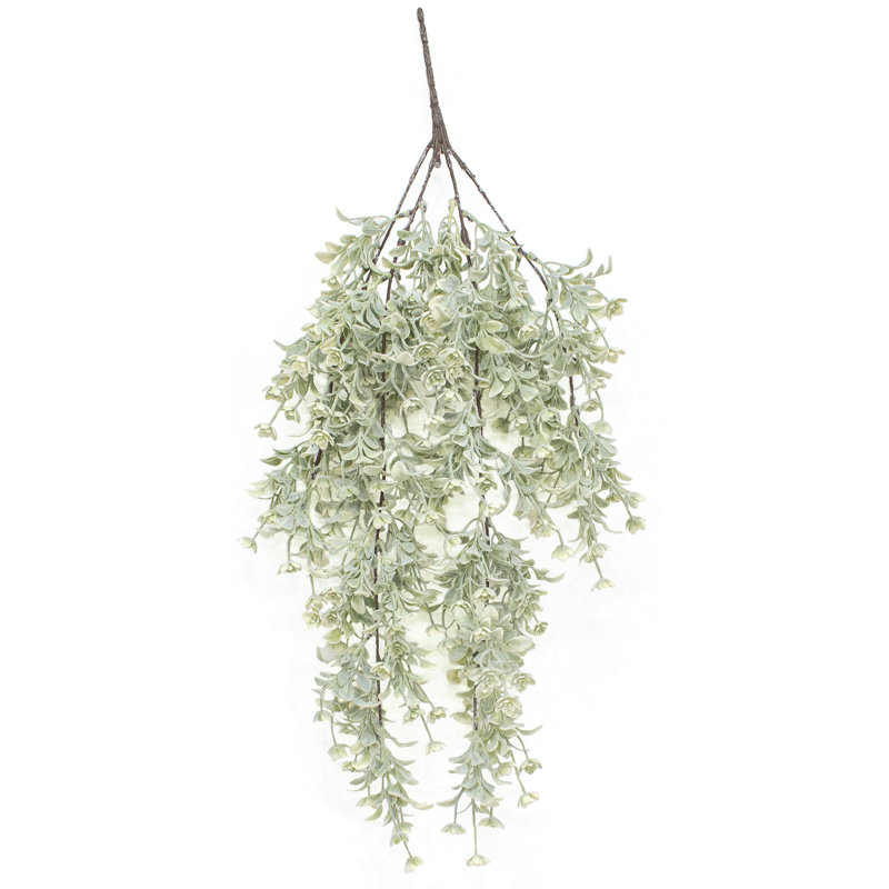 27 plantes