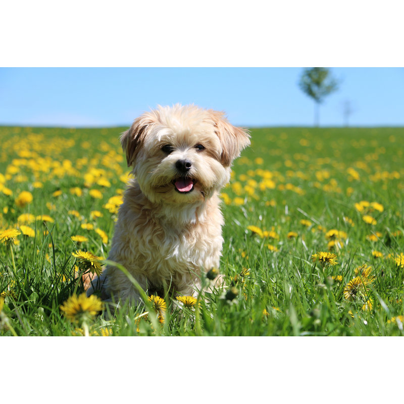 Small Mixed Dog Portrait In The Garden - Wrapped Canvas Print, 61cm H x 91cm W