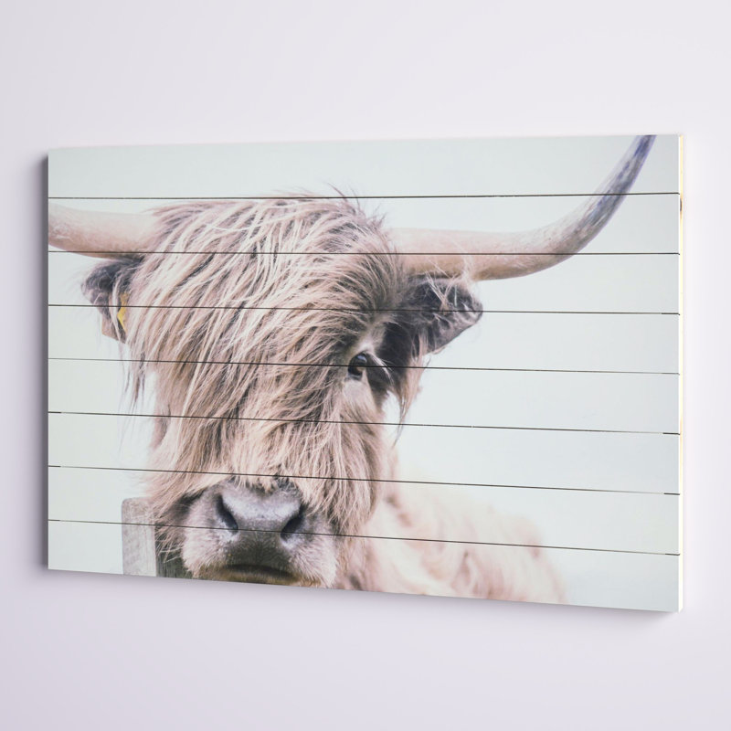 Highland Cow Photographic Print on Fir Wood Wall Art