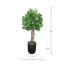 Peperomia en pot de fibres