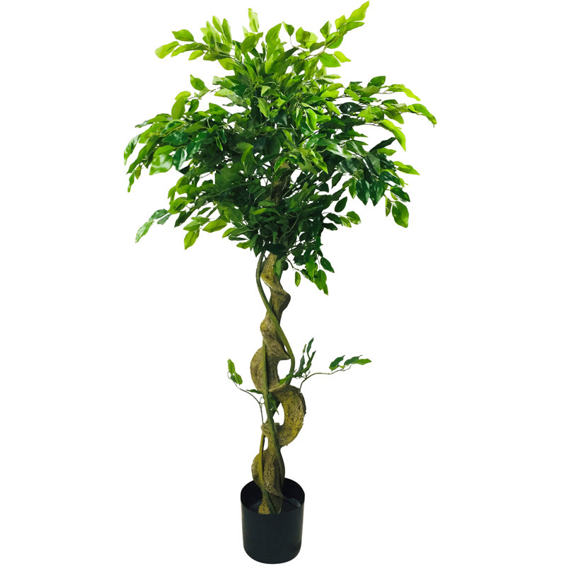 120cm Ficus Tree in Pot