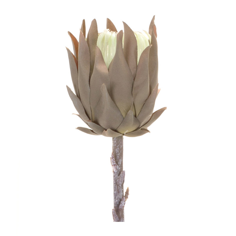 Protea Arrangement, Brown