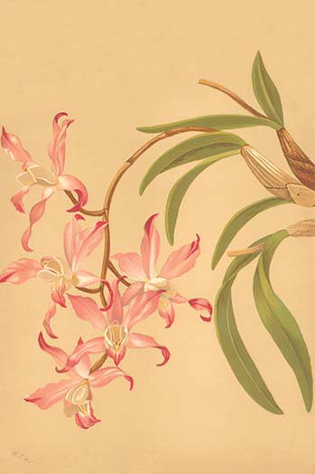 « laelia autumnalis » par h.g. moon, impression, H 30 po x l 20 po