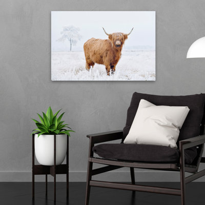 Conway - Photographie, animaux, faune, vaches, art