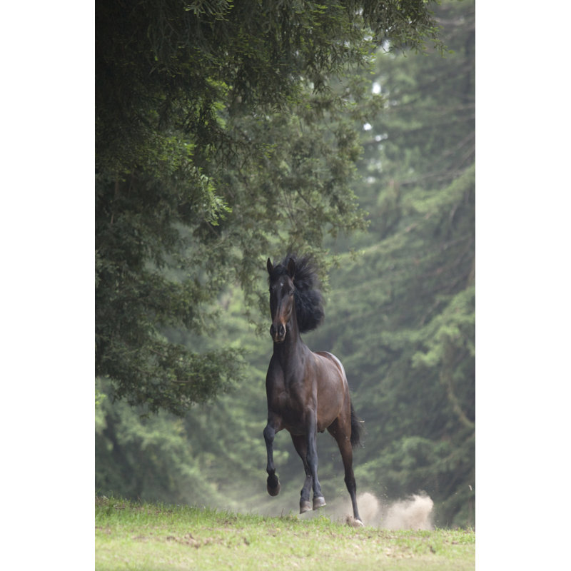 Horse in the Trees III by Susan Friedman - Photograph, 122cm H x 81cm W, Wrapped Canvas