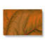 Leaf Veins - Wrapped Canvas-55313645
