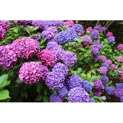 Pink And Purple Hydrangea Flowers by Mtreasure - No Frame Art Prints on Canvas