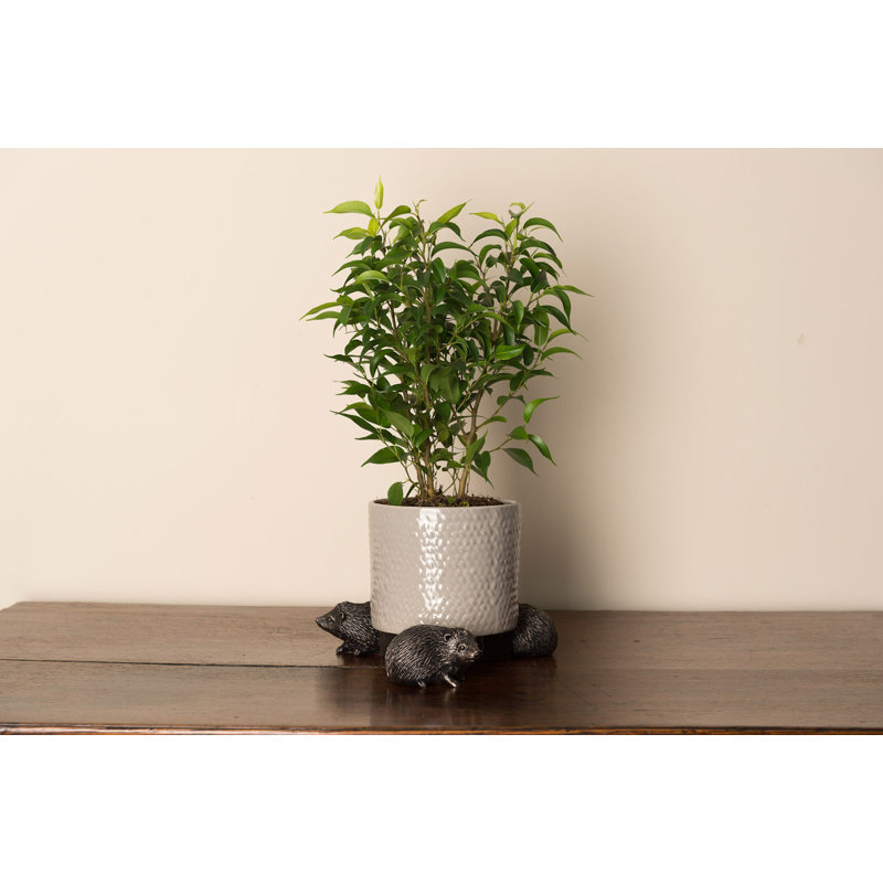 Pieds de jardinière couleur bronze hérisson dans une boîte cadeau