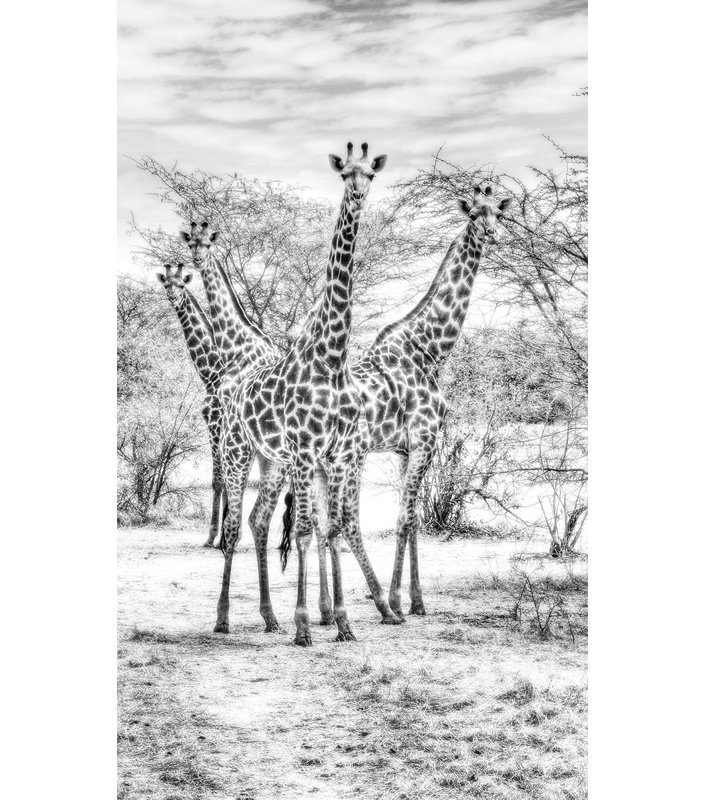 Wildlife 015 - Single Picture Frame Rectangle Print, 118cm H x 70cm W x 10cm D