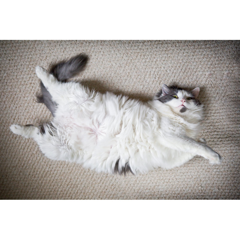 Fat Cat Laying on Back by Sdominick, 8" H x 12" W
