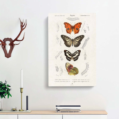 Butterfly Illustrations PL. 4 by Charles D Orbigny - Wrapped Canvas