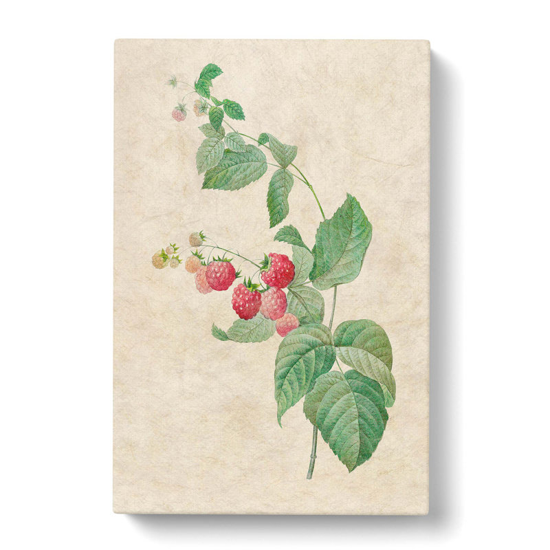 Raspberry Plant by Pierre-Joseph Redoute - Wrapped Canvas Print, 50cm H x 35cm W x 3cm D
