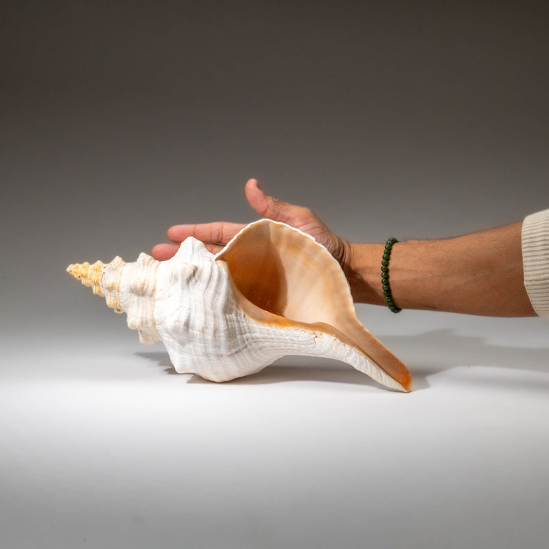 Genuine Horse Conch Shell (2 Lbs)