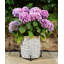 Mari Weather Resistant Planter Feet
