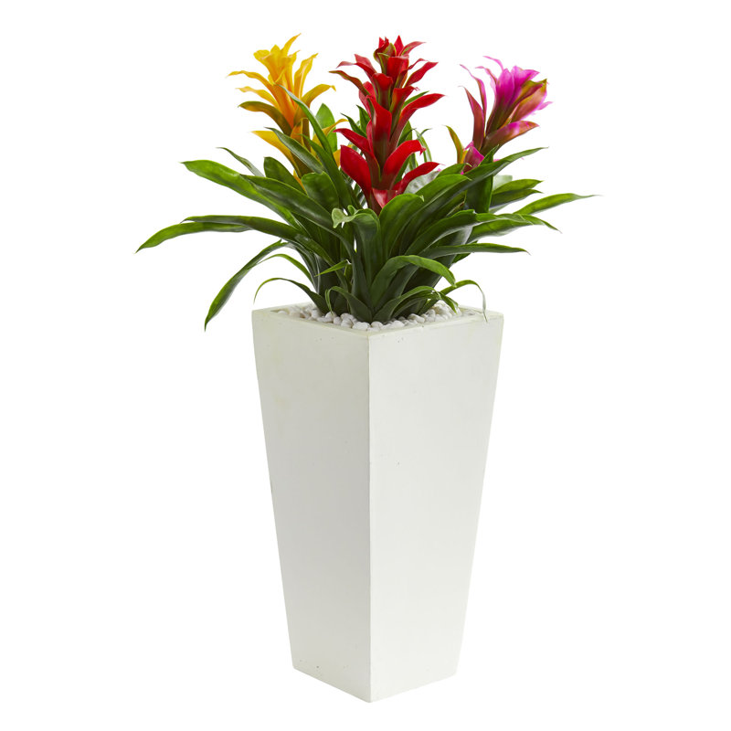 Arrangement floral triple bromeliad en pot, Rouge, Blanc