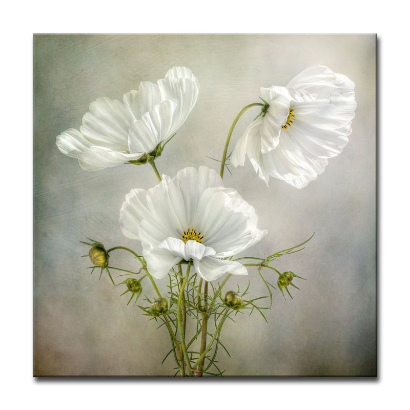 Cosmos Charm - reproduction de photo sur toile tendue, H 30 po x l 30 po x P 1,5 po