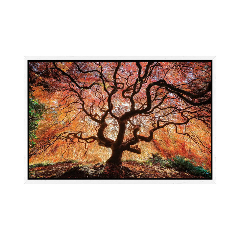 Tentacles And Sun, Seattle, Washington III by Jim Nilsen - Print on Canvas, 152.5 cm H x 101.5 cm W, White Framed Canvas