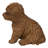 Baby Cavapoo-67579694