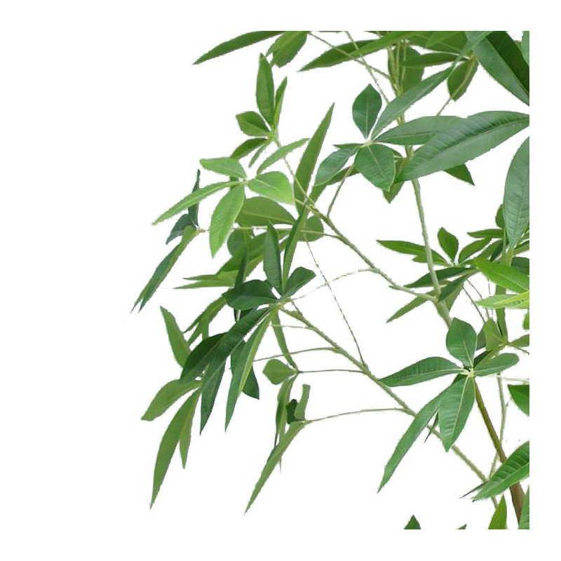 Annistyn 210cm Faux Money Tree in Pot