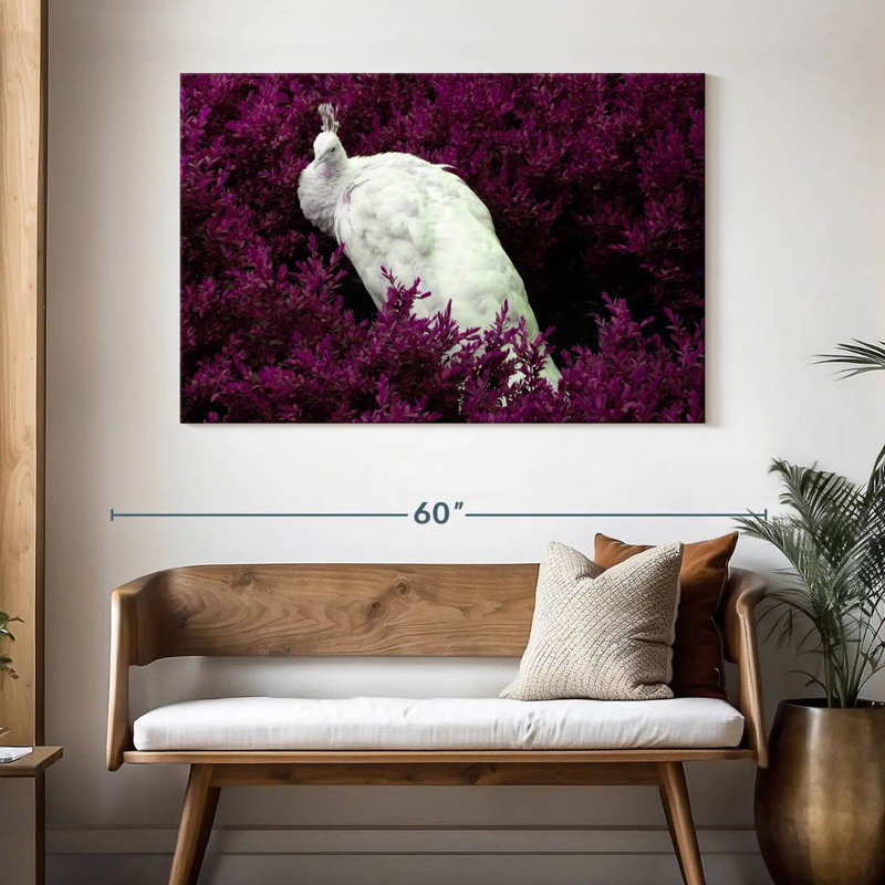 Brampt White Peacock In Purple Field