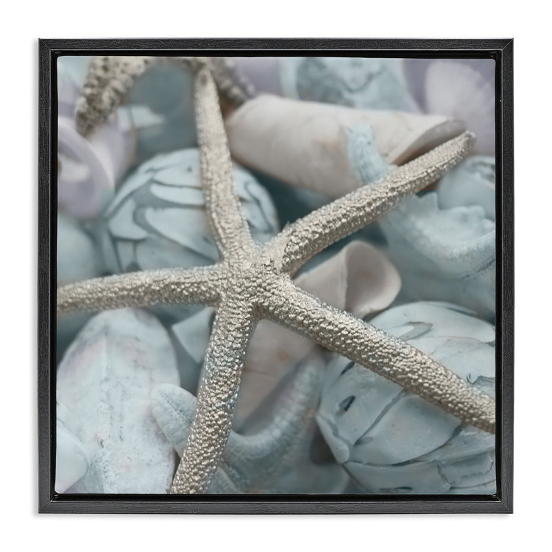 Étoile de mer et coquillages variés, art mural encadré par Susan Bryant, Cadre flottant noir de jais, H 18 po x l 18 po