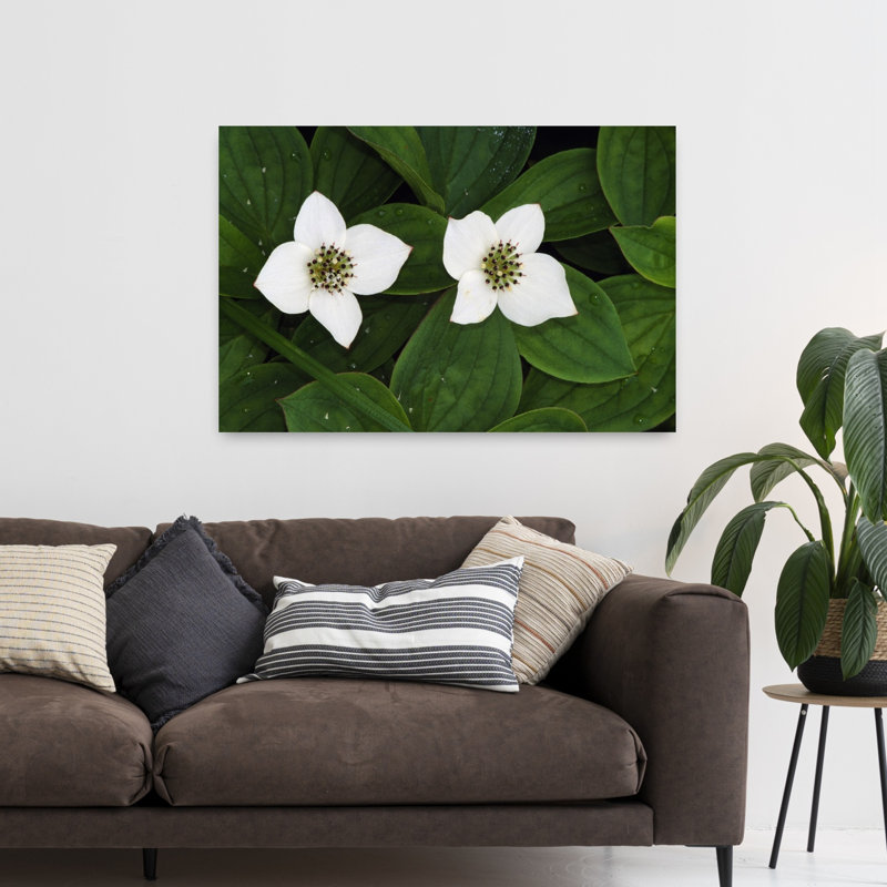 Bunchberry en fleurs, gros plan, Vermont, États-Unis. "Bold Delicate Contemporary Nature Flower", art mural