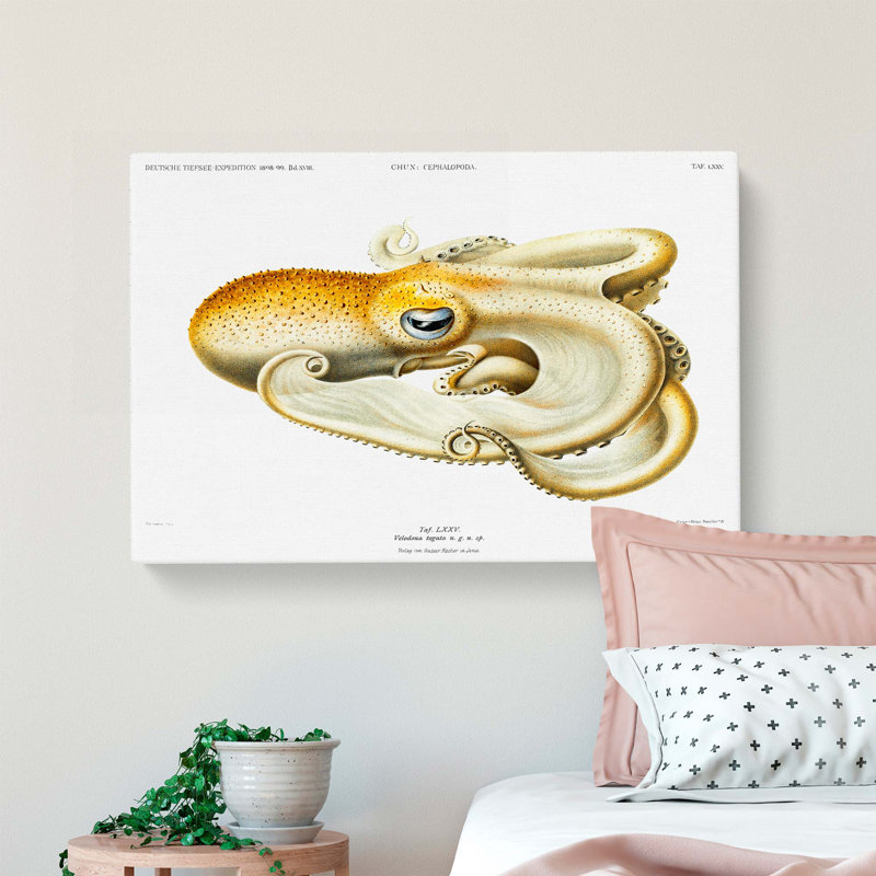 Velodona Octopus by Carl Chun - Wrapped Canvas Painting, 40cm H x 60cm W x 3cm D