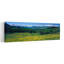 «San San Mountains», art floral abstrait contemporain, forêt, Colorado-1080470736