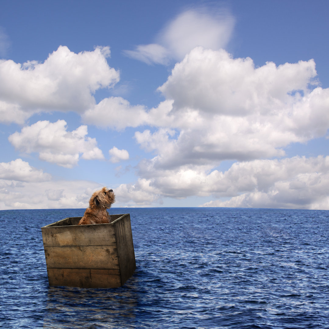 Verlorener Hund im Meer von RBOZUK - Leinwandbild