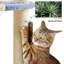 Gillispie Cat Tree with Clear Bowl and Sisal Covering Scratching Posts -1932458882