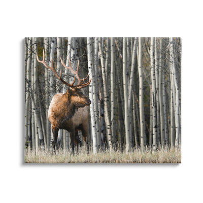 " Elk Looming Out Birch Trees Animal Forest Photograph " by Danita Delimont