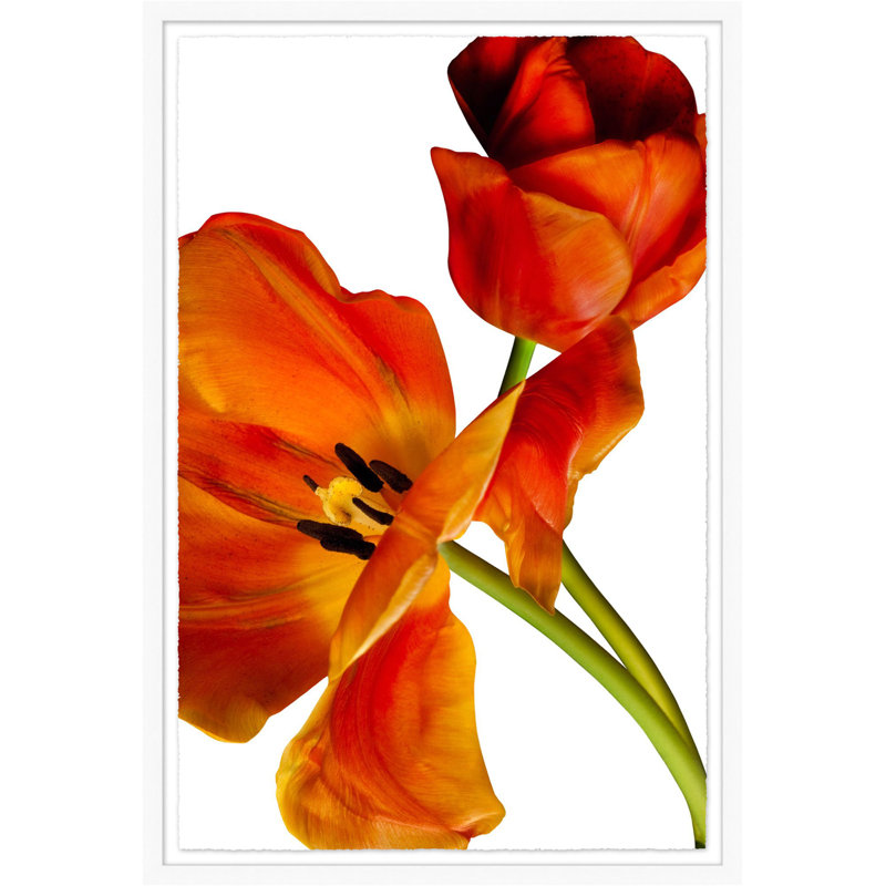 Two Tulips Print by Lillian August