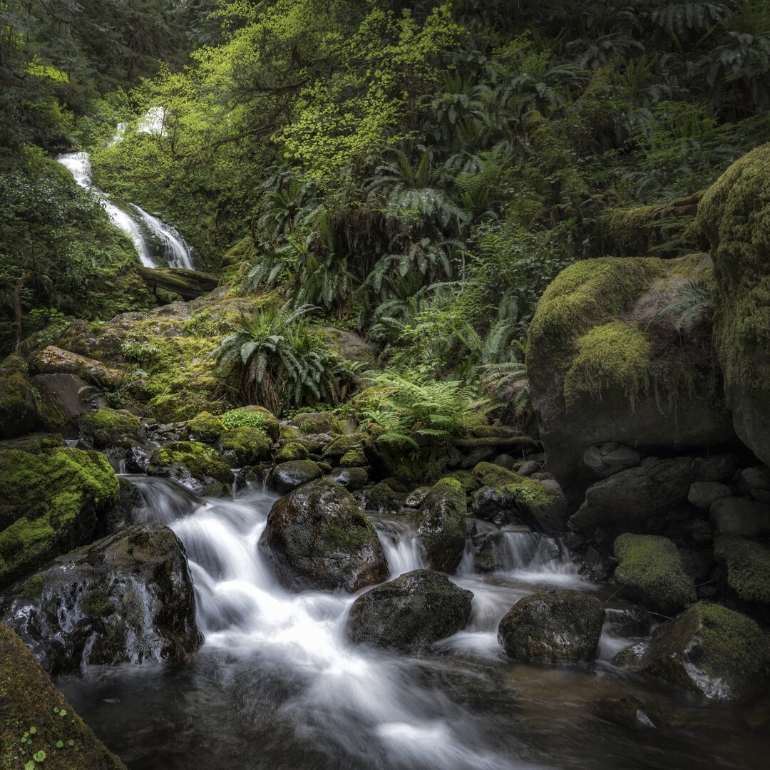 Leinwandbild Oasis von Danny Head