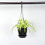 Live Spider Plant in Hanging Pot