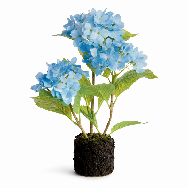 Hortensia à poser 18 po, Bleu clair