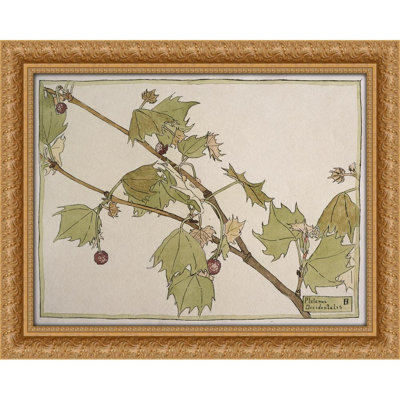 Platanus Occidentalis (Sycamore) (circa 1915)