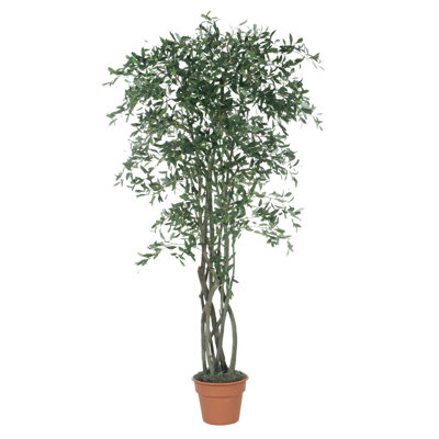 Arbre en pot Kanode