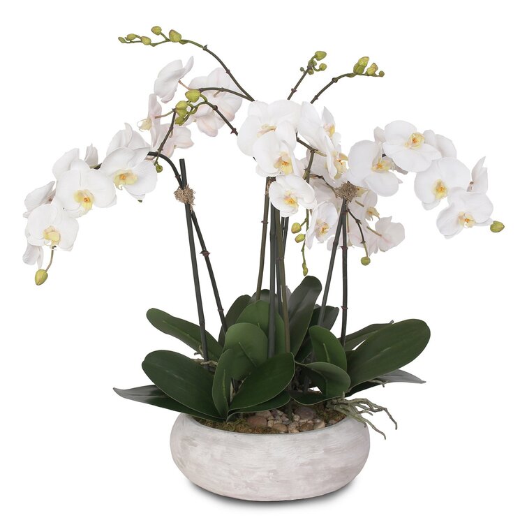 JennySilks Polysilk Orchid Arrangement in Pot | Wayfair
