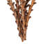 Buriti Twig Plant