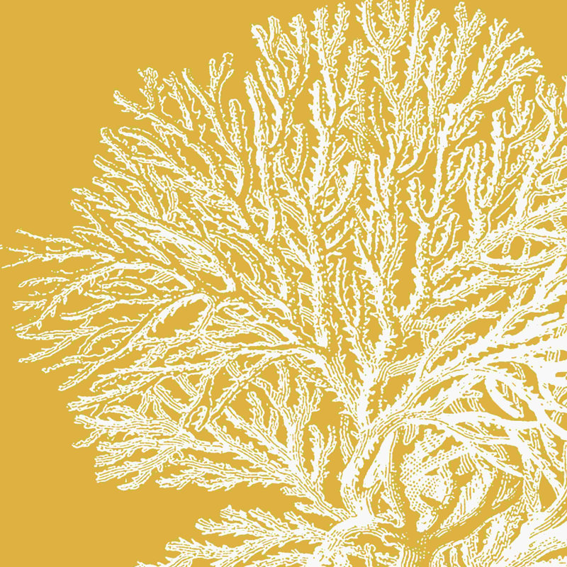 Corail saturé I, H 12 po x l 12 po